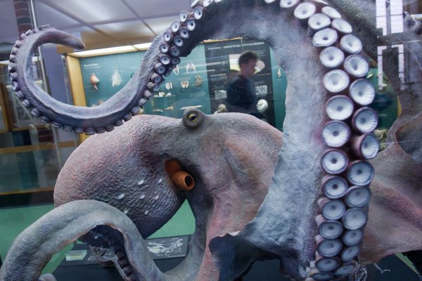 Kraken 26 at